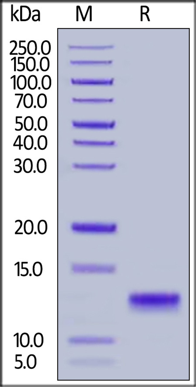 Human IL-8, His Tag on SDS-PAGE under reducing (R) condition. The gel was stained overnight with Coomassie Blue. The purity of the protein is greater than 90%.