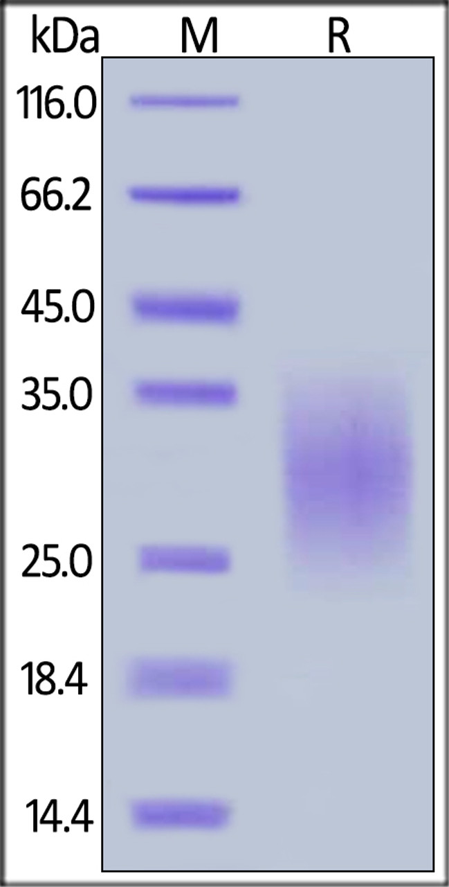 Mouse TRAIL R2, His Tag on SDS-PAGE under reducing (R) condition. The gel was stained overnight with Coomassie Blue. The purity of the protein is greater than 90%.