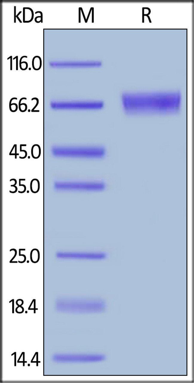 Human IL-15 R alpha, Fc Tag on SDS-PAGE under reducing (R) condition. The gel was stained overnight with Coomassie Blue. The purity of the protein is greater than 95%.