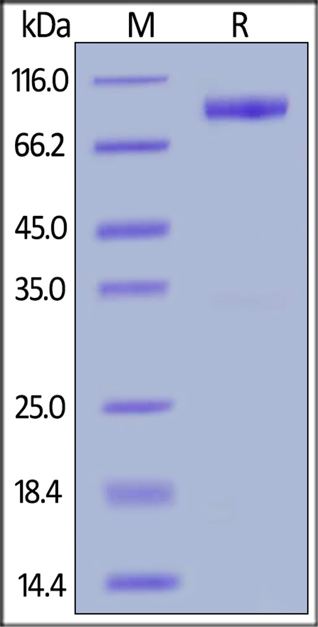 Human IL-23 R, Fc Tag on SDS-PAGE under reducing (R) condition. The gel was stained overnight with Coomassie Blue. The purity of the protein is greater than 95%.