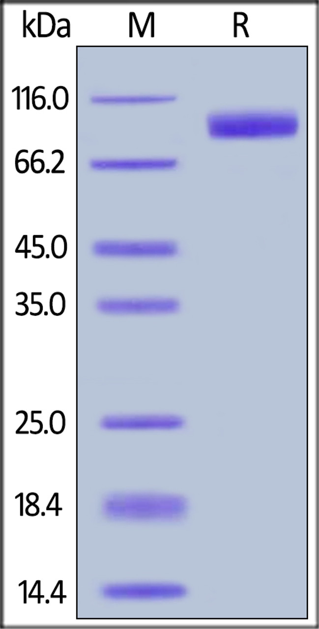 Human Her2, Tag Free on SDS-PAGE under reducing (R) condition. The gel was stained overnight with Coomassie Blue. The purity of the protein is greater than 95%.