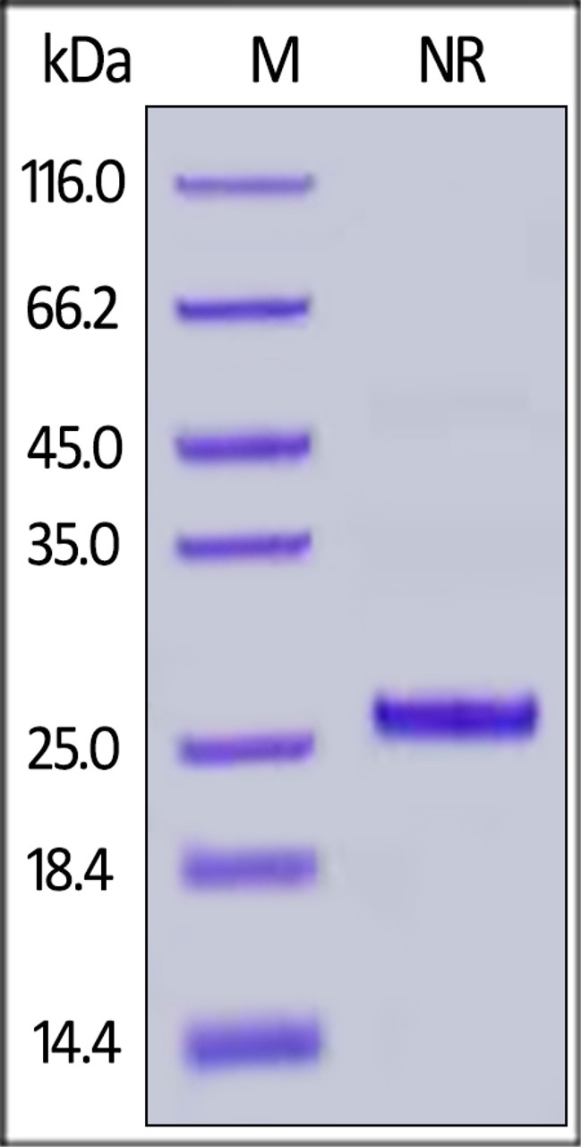 Rhesus macaque / Cynomolgus Complement Factor D, His Tag on SDS-PAGE under non-reducing (NR) condition. The gel was stained overnight with Coomassie Blue. The purity of the protein is greater than 90%.