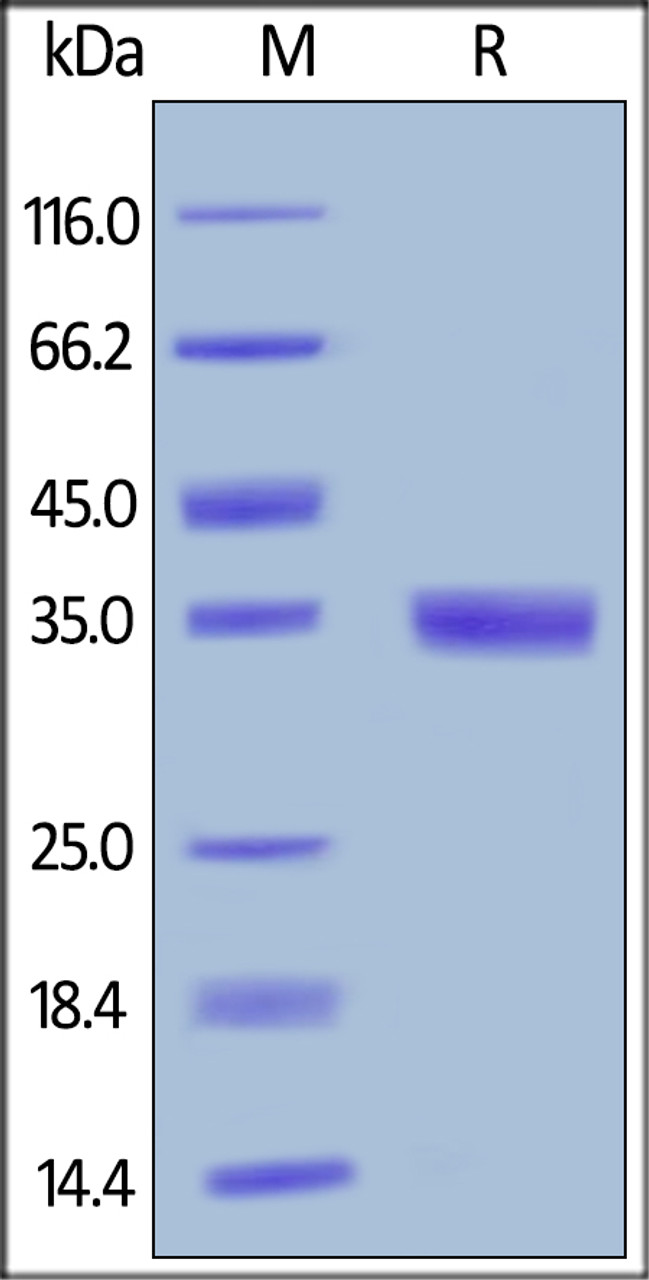 Mouse EGF, Fc Tag on SDS-PAGE under reducing (R) condition. The gel was stained overnight with Coomassie Blue. The purity of the protein is greater than 95%.