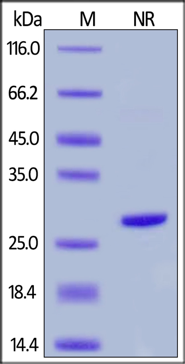Human Complement Factor D, His Tag on SDS-PAGE under non-reducing (NR) condition. The gel was stained overnight with Coomassie Blue. The purity of the protein is greater than 90%.