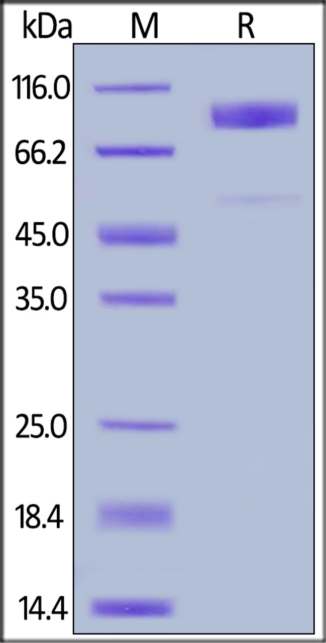 Human B7-H7, Fc Tag on SDS-PAGE under reducing (R) condition. The gel was stained overnight with Coomassie Blue. The purity of the protein is greater than 90%.