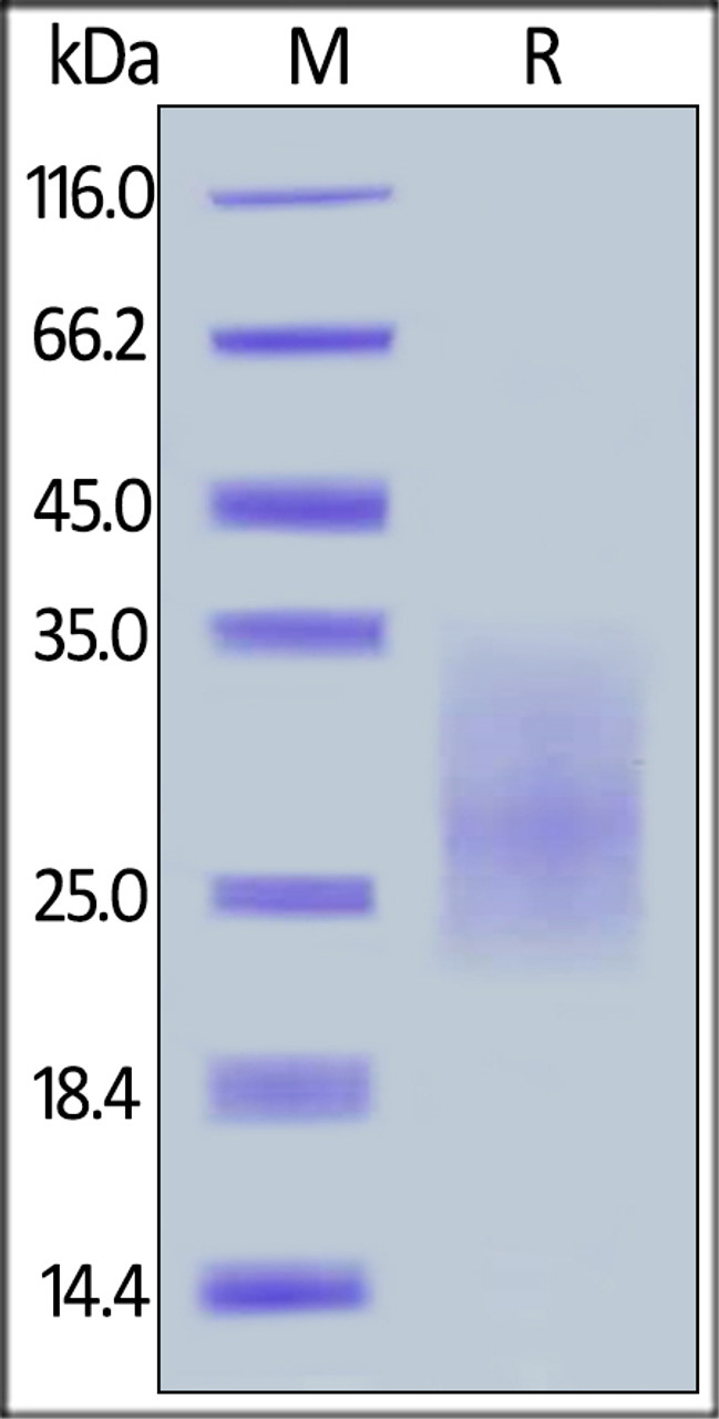 Human CD28H, His Tag on SDS-PAGE under reducing (R) condition. The gel was stained overnight with Coomassie Blue. The purity of the protein is greater than 90%.