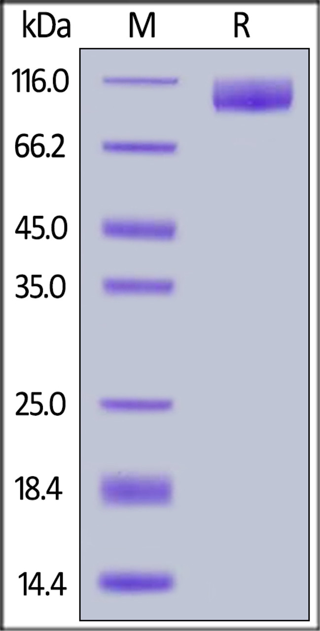 Human TrkA (33-417) , Mouse IgG2a Fc Tag on SDS-PAGE under reducing (R) condition. The gel was stained overnight with Coomassie Blue. The purity of the protein is greater than 95%.