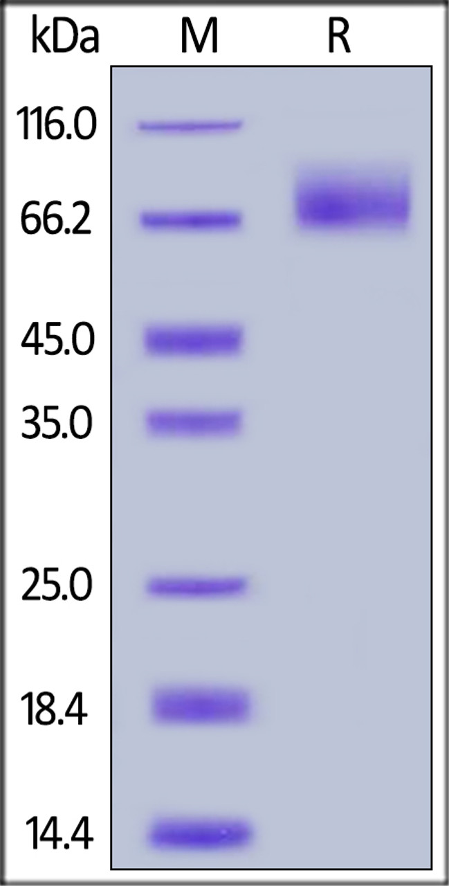Human TrkA (192-402) , Mouse IgG2a Fc Tag on SDS-PAGE under reducing (R) condition. The gel was stained overnight with Coomassie Blue. The purity of the protein is greater than 95%.