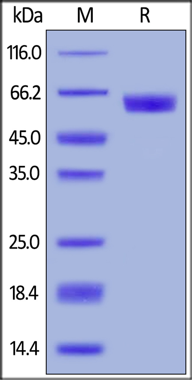 Human PD-1, Mouse IgG2a Fc Tag (HPLC-verified) on SDS-PAGE under reducing (R) condition. The gel was stained overnight with Coomassie Blue. The purity of the protein is greater than 95%.