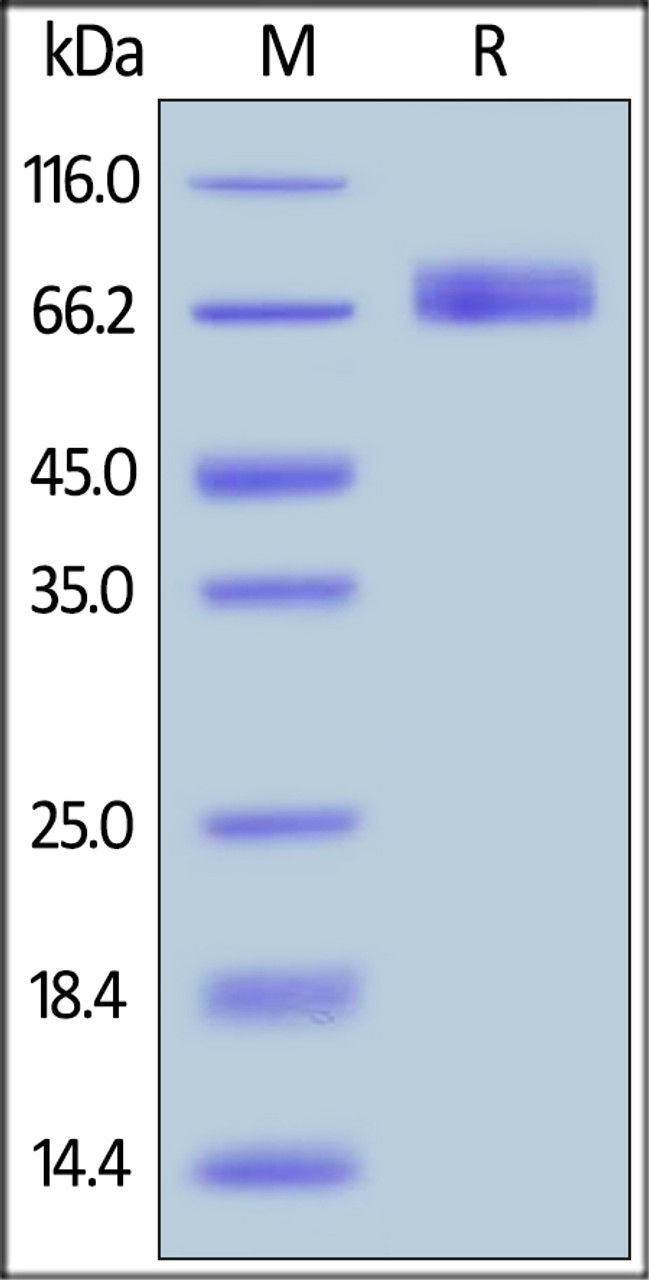 Human B7-H2, Fc Tag on SDS-PAGE under reducing (R) condition. The gel was stained overnight with Coomassie Blue. The purity of the protein is greater than 95%.