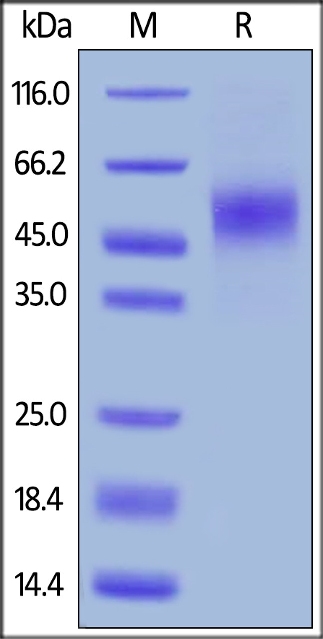 Human GFR alpha-like, His Tag on SDS-PAGE under reducing (R) condition. The gel was stained overnight with Coomassie Blue. The purity of the protein is greater than 95%.