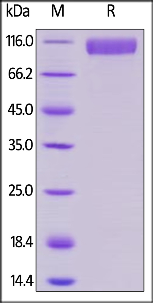 Human Siglec-10, Mouse IgG2a Fc Tag, low endotoxin on SDS-PAGE under reducing (R) condition. The gel was stained overnight with Coomassie Blue. The purity of the protein is greater than 95%.