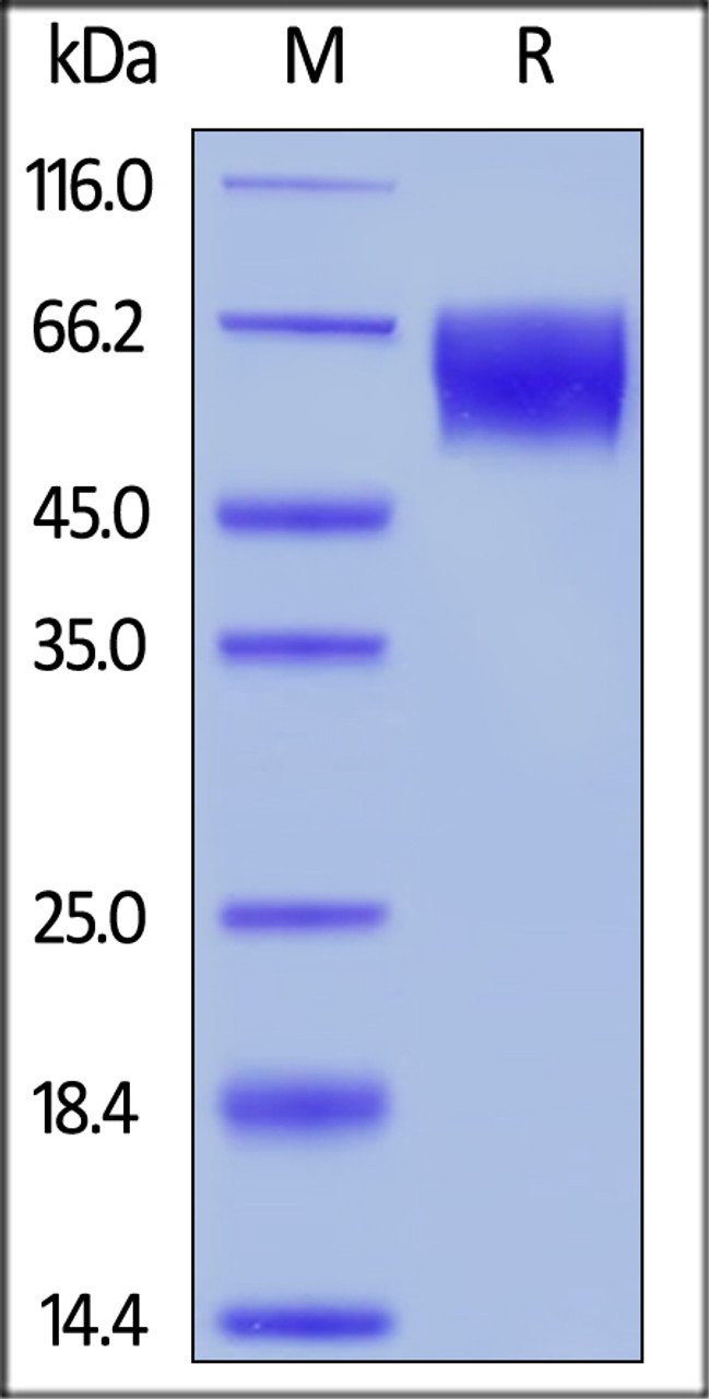Unconjugated Human TPBG, His, Avitag on SDS-PAGE under reducing (R) condition. The gel was stained overnight with Coomassie Blue. The purity of the protein is greater than 90%.