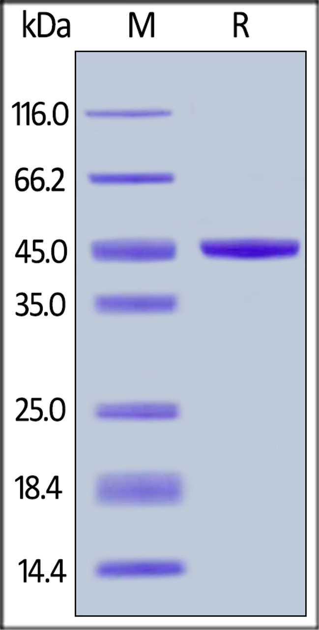 Human IL-21, Fc Tag on SDS-PAGE under reducing (R) condition. The gel was stained overnight with Coomassie Blue. The purity of the protein is greater than 95%.