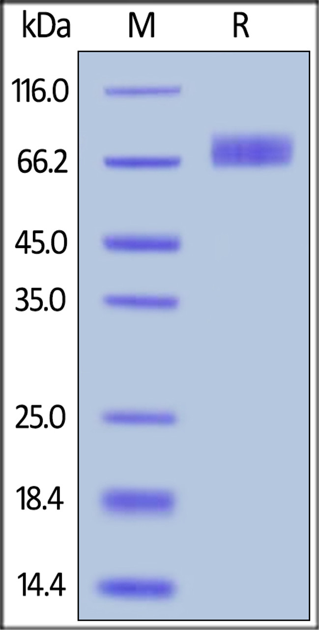 Human B7-H3 (4Ig) , His Tag on SDS-PAGE under reducing (R) condition. The gel was stained overnight with Coomassie Blue. The purity of the protein is greater than 95%.