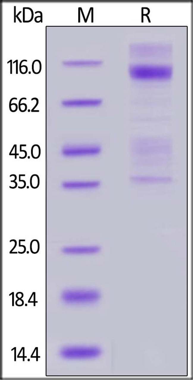 Human IGF-I R, His Tag on SDS-PAGE under reducing (R) condition. The gel was stained overnight with Coomassie Blue. The purity of the protein is greater than 90%.