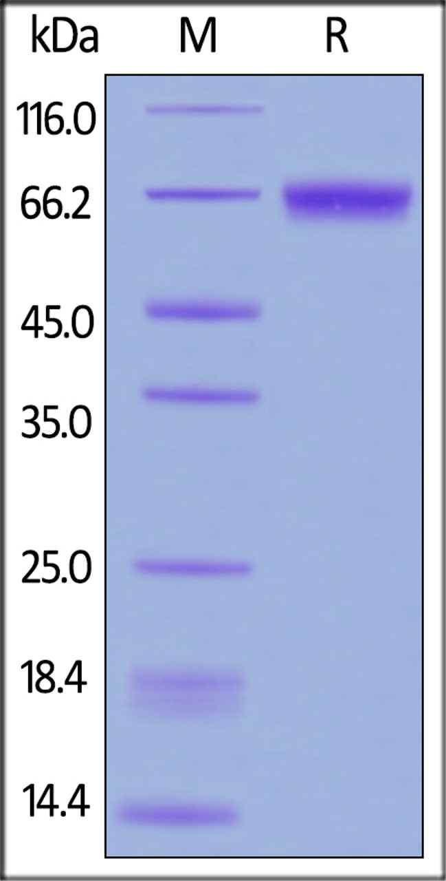 Human CD229, His Tag on SDS-PAGE under reducing (R) condition. The gel was stained overnight with Coomassie Blue. The purity of the protein is greater than 90%.