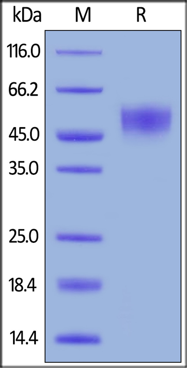 Rhesus macaque CD155, His Tag on SDS-PAGE under reducing (R) condition. The gel was stained overnight with Coomassie Blue. The purity of the protein is greater than 90%.