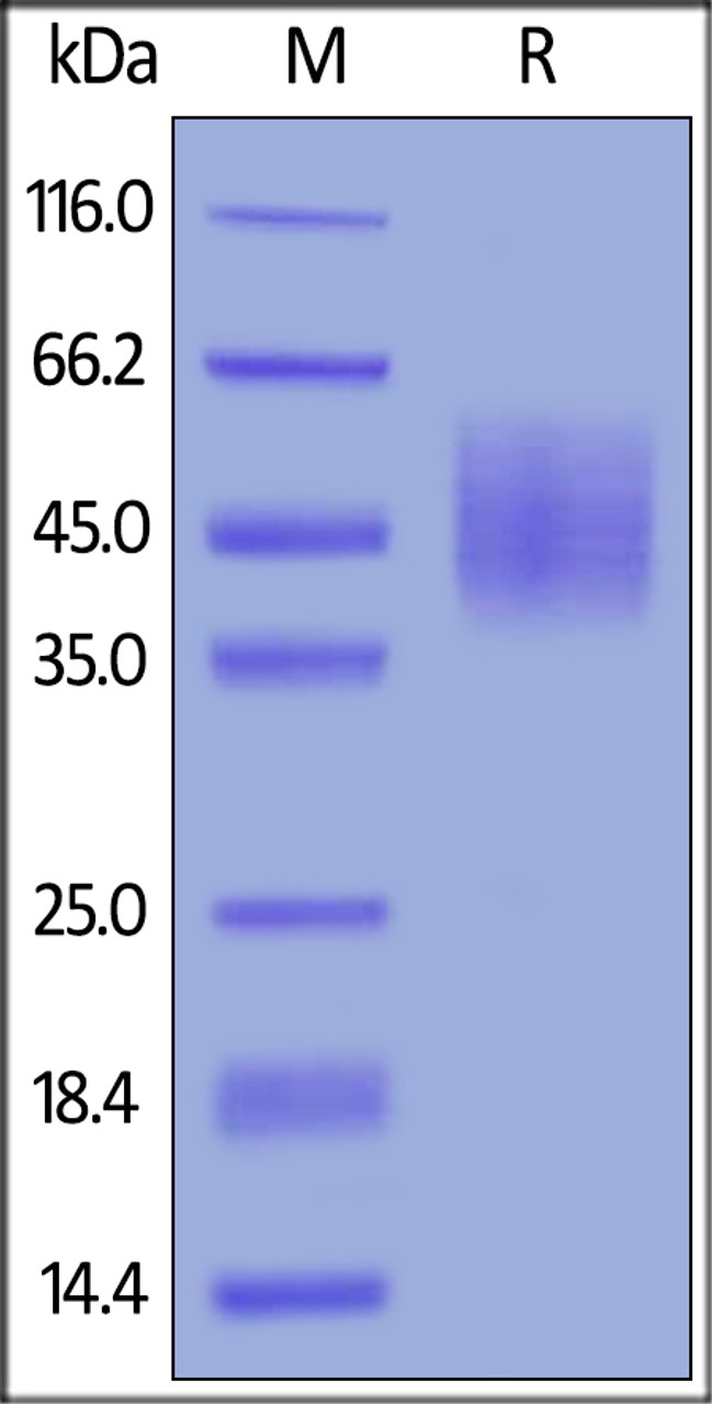 Cynomolgus DNAM-1, His Tag on SDS-PAGE under reducing (R) condition. The gel was stained overnight with Coomassie Blue. The purity of the protein is greater than 90%.