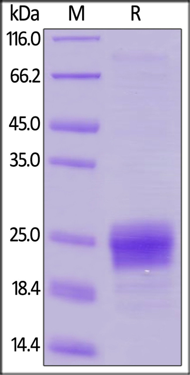 Human Flt-3 Ligand, His Tag on SDS-PAGE under reducing (R) condition. The gel was stained overnight with Coomassie Blue. The purity of the protein is greater than 90%.