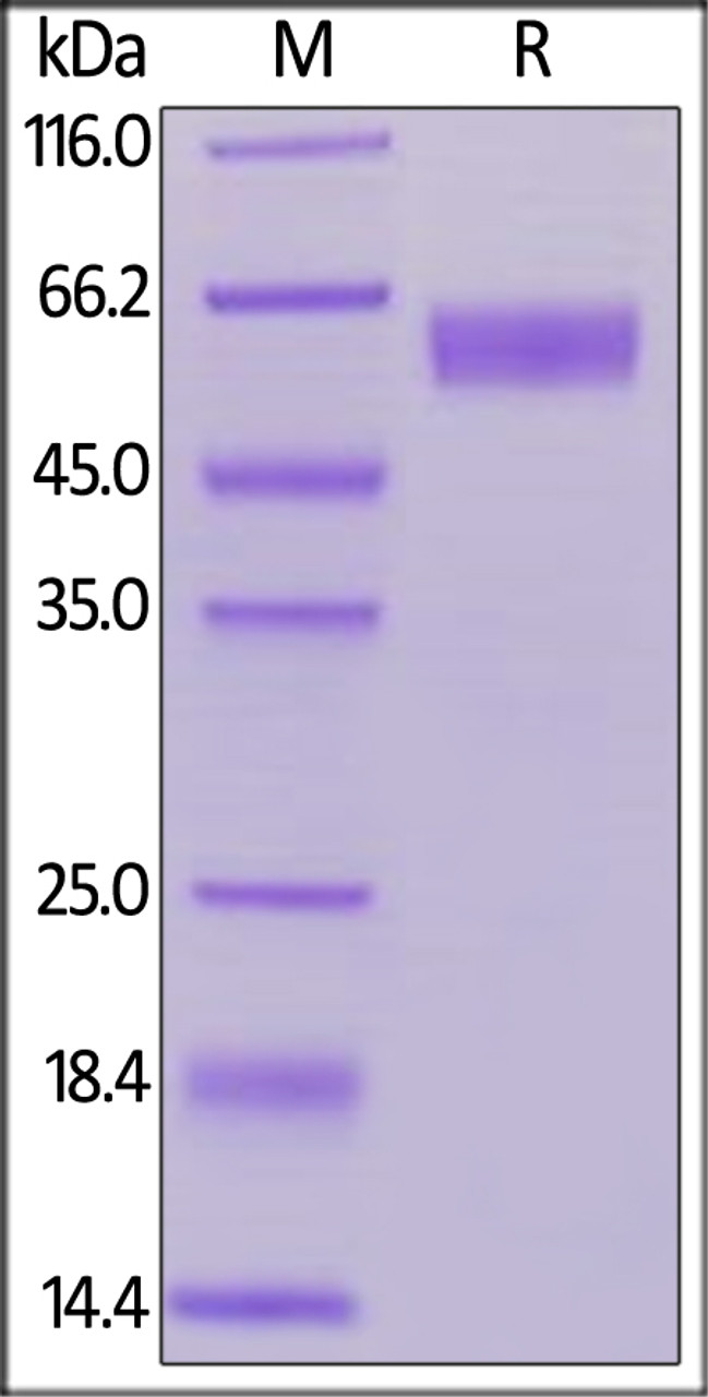 Human / Cynomolgus / Rhesus macaque CD28, Fc Tag (HPLC-verified) on SDS-PAGE under reducing (R) condition. The gel was stained overnight with Coomassie Blue. The purity of the protein is greater than 95%.