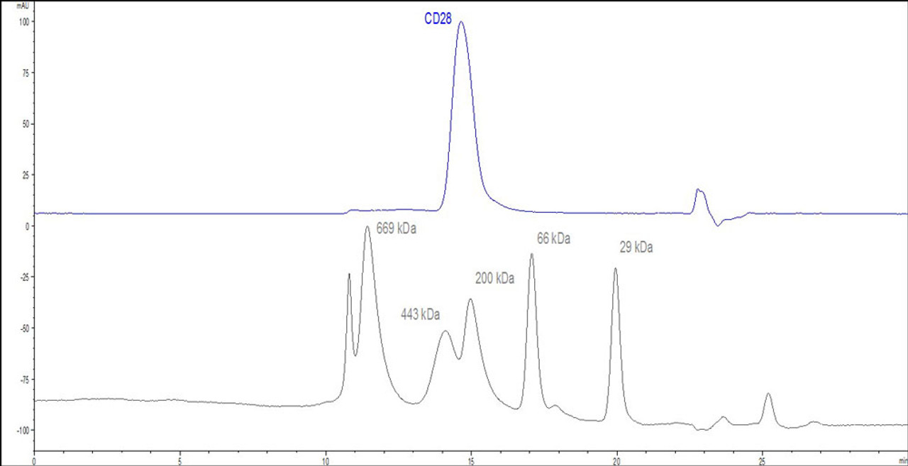 The purity of Human / Cynomolgus / Rhesus macaque CD28, Fc Tag (HPLC-verified) was greater than 90% as determined by SEC-HPLC.