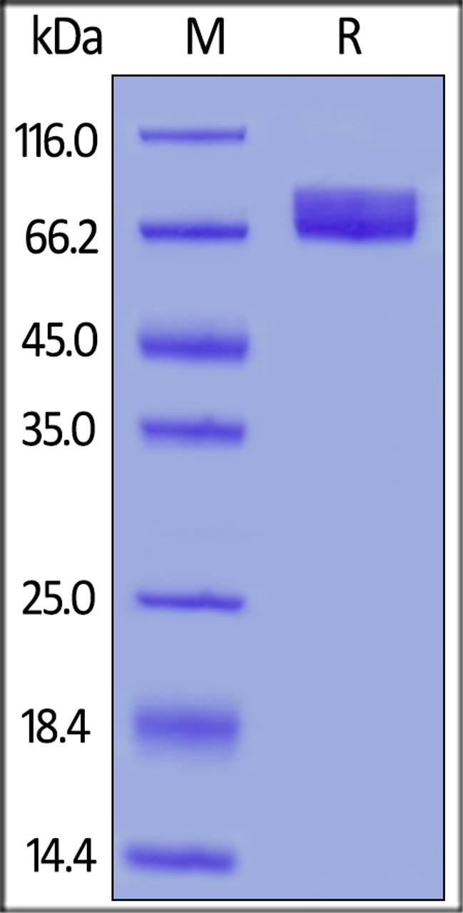 Human B7-H4, Fc Tag, low endotoxin on SDS-PAGE under reducing (R) condition. The gel was stained overnight with Coomassie Blue. The purity of the protein is greater than 95%.