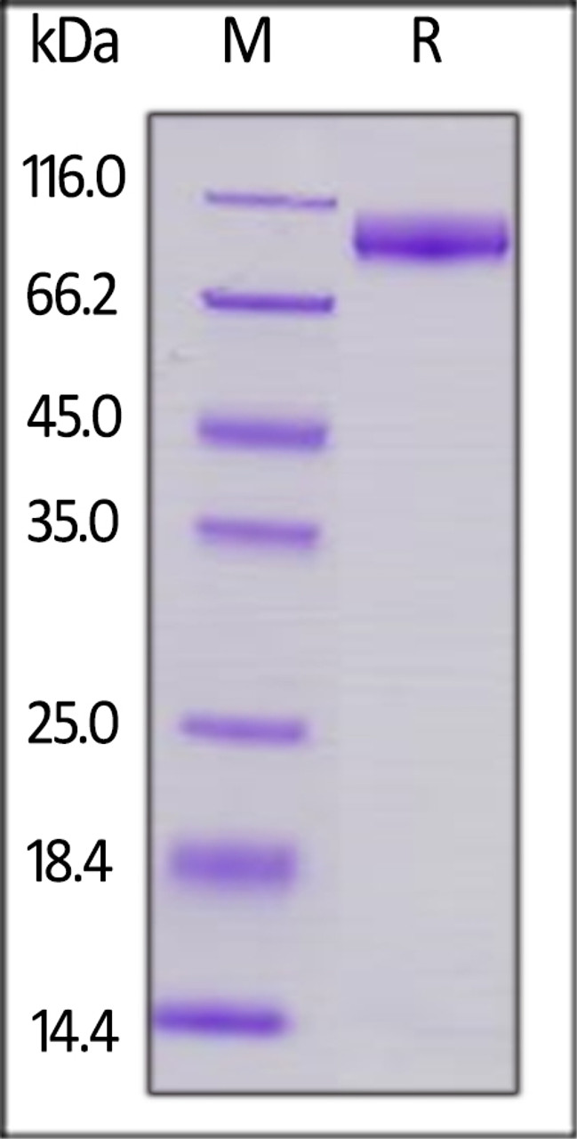 Mouse SIRP alpha, Fc Tag on SDS-PAGE under reducing (R) condition. The gel was stained overnight with Coomassie Blue. The purity of the protein is greater than 95%.