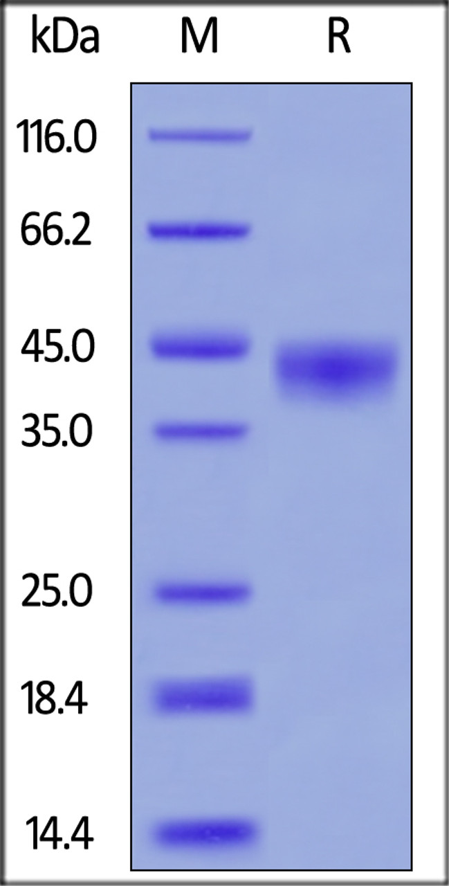 Cynomolgus CD38, His Tag on SDS-PAGE under reducing (R) condition. The gel was stained overnight with Coomassie Blue. The purity of the protein is greater than 95%.