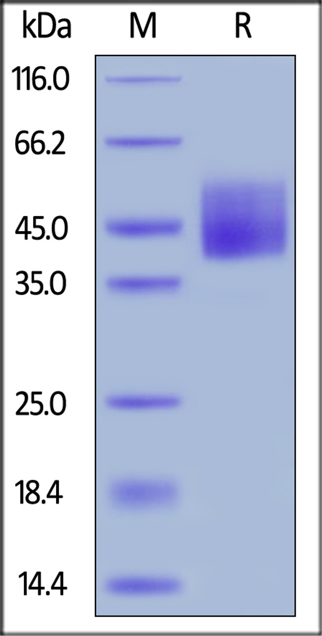 Human B7-H6, His Tag on SDS-PAGE under reducing (R) condition. The gel was stained overnight with Coomassie Blue. The purity of the protein is greater than 90%.
