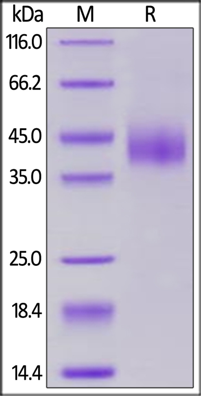 Cynomolgus B7-H6 on SDS-PAGE under reducing (R) condition. The gel was stained overnight with Coomassie Blue. The purity of the protein is greater than 95%.