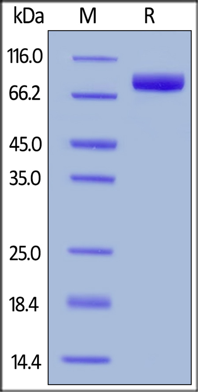 Cynomolgus SIRP alpha, Fc Tag on SDS-PAGE under reducing (R) condition. The gel was stained overnight with Coomassie Blue. The purity of the protein is greater than 95%.