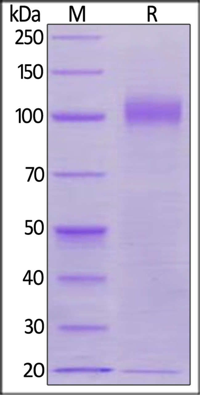 Rhesus macaque Siglec-2, His Tag on SDS-PAGE under reducing (R) condition. The gel was stained overnight with Coomassie Blue. The purity of the protein is greater than 95%.