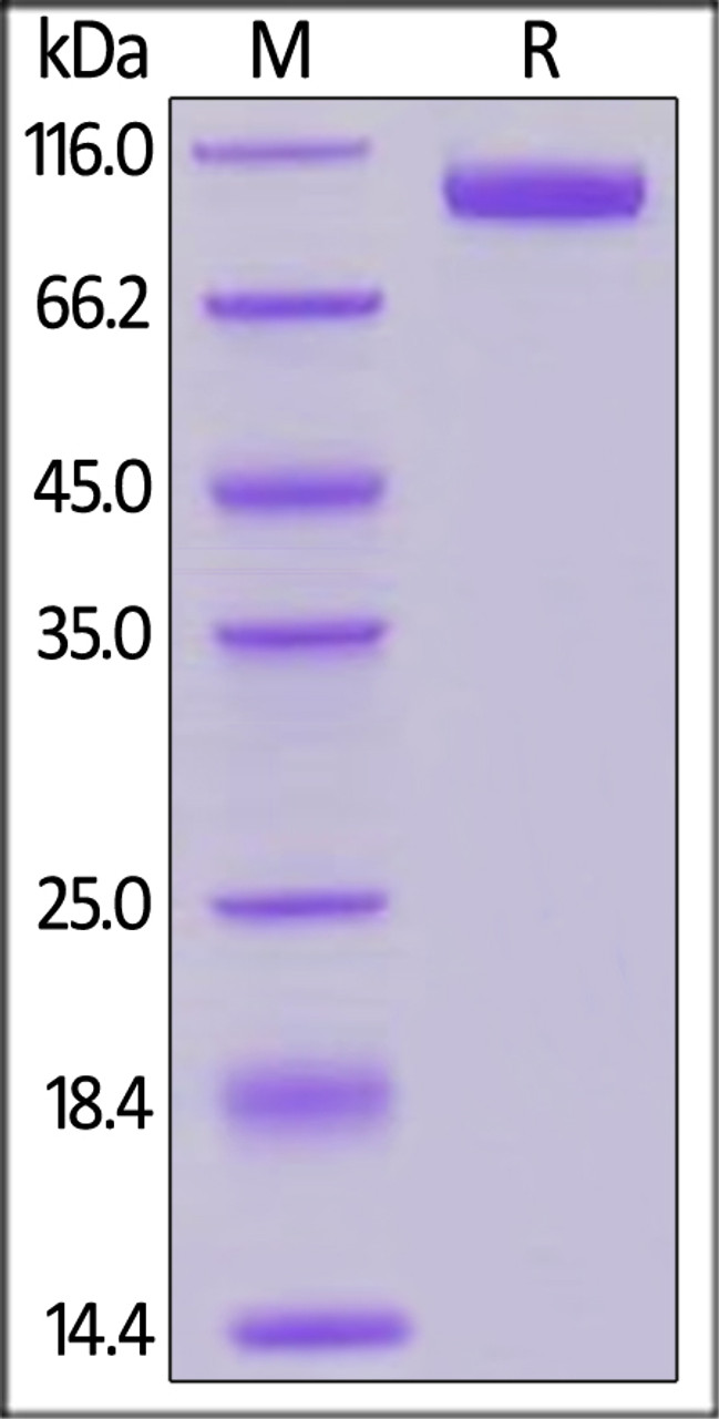 Mouse Siglec-2, His Tag on SDS-PAGE under reducing (R) condition. The gel was stained overnight with Coomassie Blue. The purity of the protein is greater than 95%.