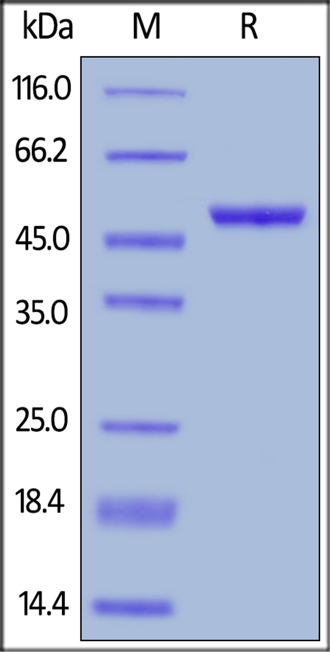 Human LIGHT, Mouse IgG2a Fc Tag, low endotoxin on SDS-PAGE under reducing (R) condition. The gel was stained overnight with Coomassie Blue. The purity of the protein is greater than 95%.
