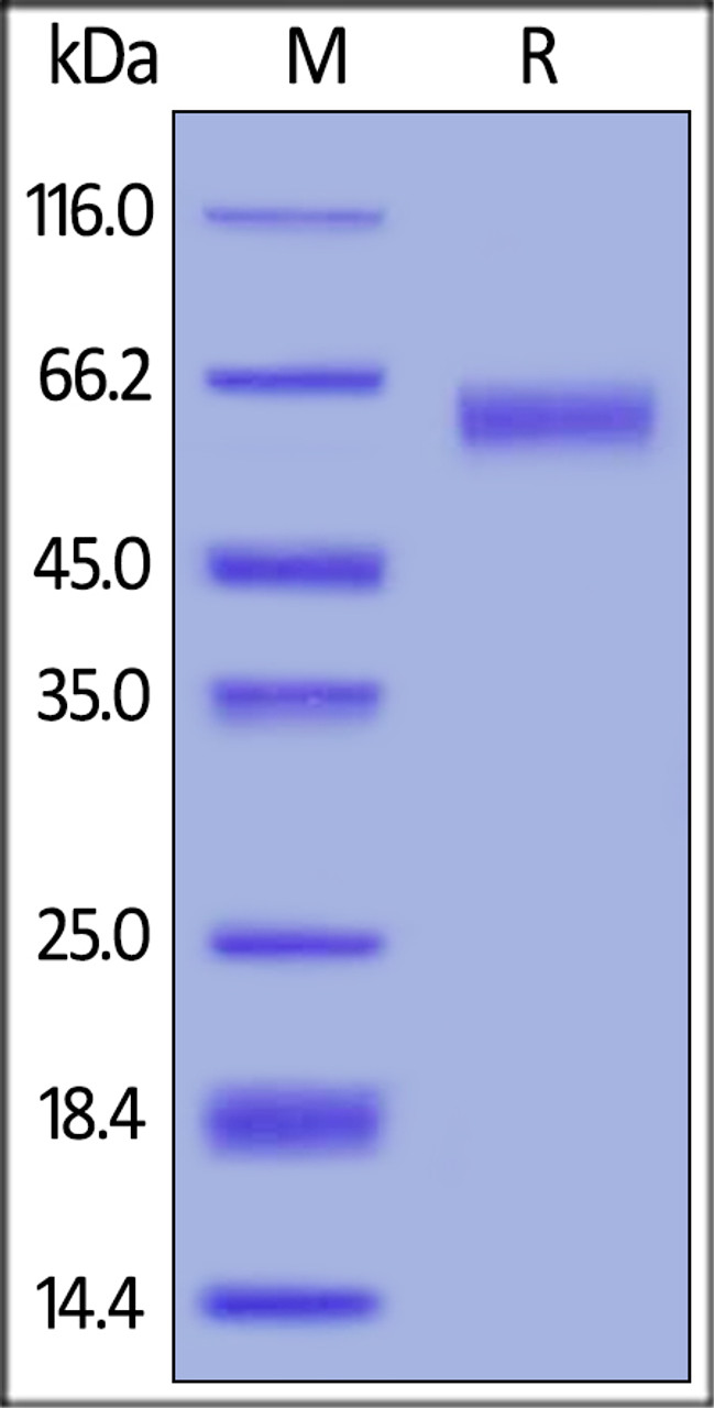 Human CD30 Ligand, Mouse IgG2a Fc Tag, low endotoxin on SDS-PAGE under reducing (R) condition. The gel was stained overnight with Coomassie Blue. The purity of the protein is greater than 95%.