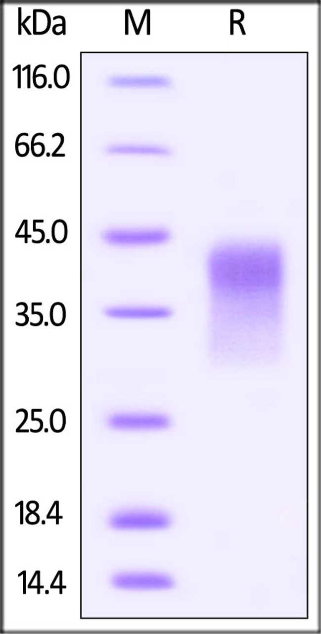 Human PD-1, His Tag, low endotoxin on SDS-PAGE under reducing (R) condition. The gel was stained overnight with Coomassie Blue. The purity of the protein is greater than 95%.