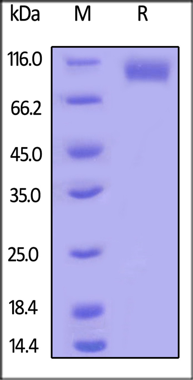 Human EGF R, His Tag, low endotoxin on SDS-PAGE under reducing (R) condition. The gel was stained overnight with Coomassie Blue. The purity of the protein is greater than 95%.