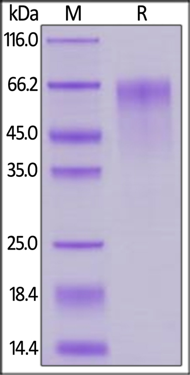 Mouse FGF R4, His Tag on SDS-PAGE under reducing (R) condition. The gel was stained overnight with Coomassie Blue. The purity of the protein is greater than 90%.