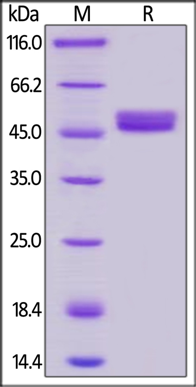 Human GITR, Mouse IgG2a Fc Tag, low endotoxin on SDS-PAGE under reducing (R) condition. The gel was stained overnight with Coomassie Blue. The purity of the protein is greater than 95%.