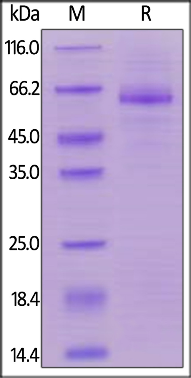 Human LILRB4, Mouse IgG2a Fc Tag, low endotoxin on SDS-PAGE under reducing (R) condition. The gel was stained overnight with Coomassie Blue. The purity of the protein is greater than 90%.