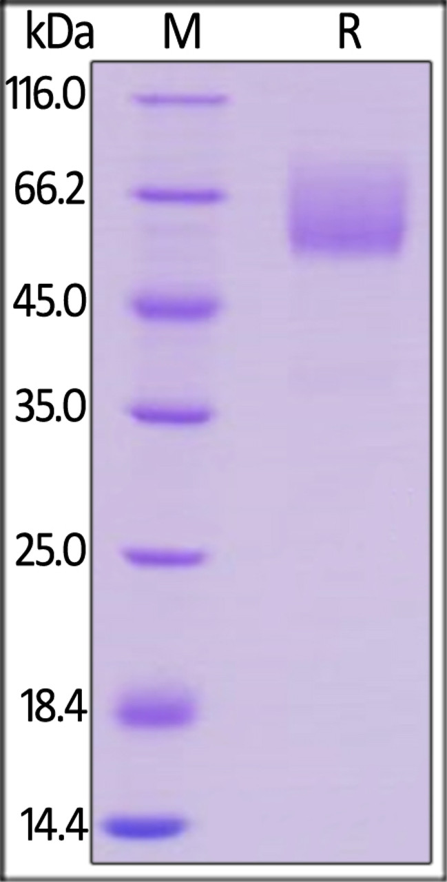 Mouse CD47, Mouse IgG2a Fc Tag, low endotoxin on SDS-PAGE under reducing (R) condition. The gel was stained overnight with Coomassie Blue. The purity of the protein is greater than 95%.