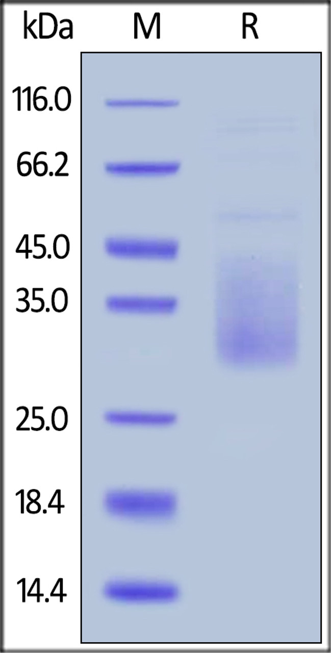 Cynomolgus TIM-3, His Tag on SDS-PAGE under reducing (R) condition. The gel was stained overnight with Coomassie Blue. The purity of the protein is greater than 90%.