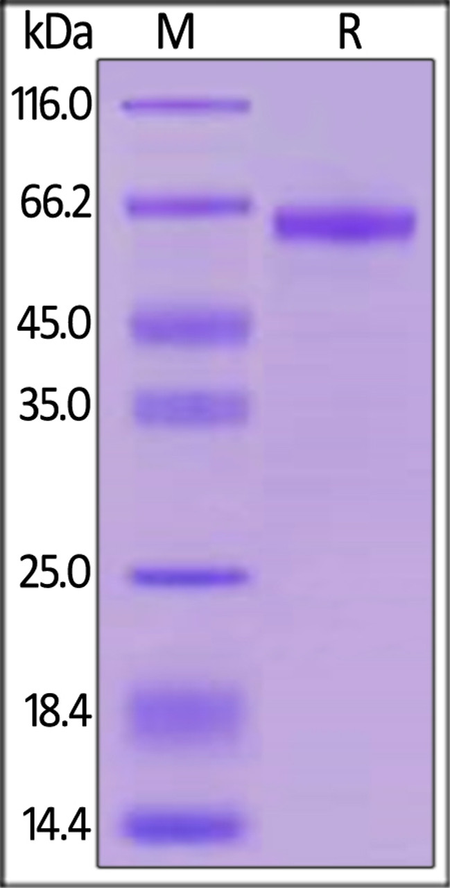 Cynomolgus LILRB4, Mouse IgG2a Fc Tag on SDS-PAGE under reducing (R) condition. The gel was stained overnight with Coomassie Blue. The purity of the protein is greater than 95%.