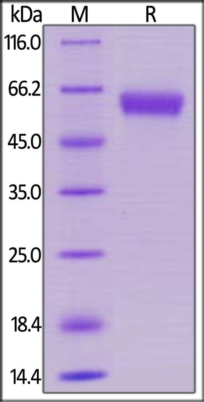 Human 4-1BB, Mouse IgG2a Fc Tag, low endotoxin on SDS-PAGE under reducing (R) condition. The gel was stained overnight with Coomassie Blue. The purity of the protein is greater than 95%.