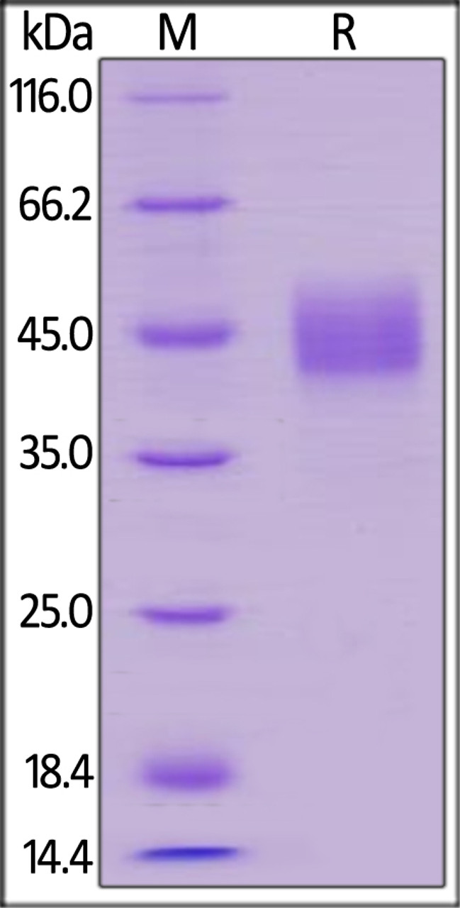 Human TROP-2, His Tag on SDS-PAGE under reducing (R) condition. The gel was stained overnight with Coomassie Blue. The purity of the protein is greater than 95%.