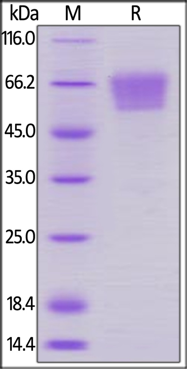 Human CD27, Mouse IgG2a Fc Tag, low endotoxin on SDS-PAGE under reducing (R) condition. The gel was stained overnight with Coomassie Blue. The purity of the protein is greater than 95%.