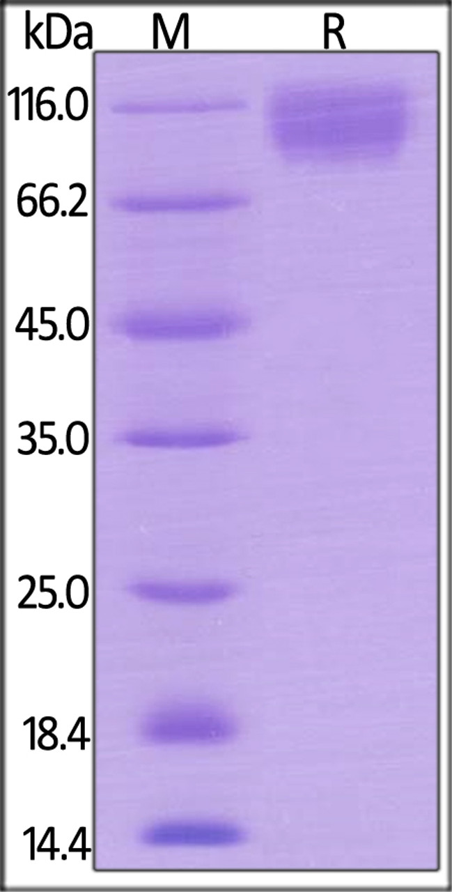 Mouse SIRP alpha, Mouse IgG2a Fc Tag, low endotoxin on SDS-PAGE under reducing (R) condition. The gel was stained overnight with Coomassie Blue. The purity of the protein is greater than 95%.