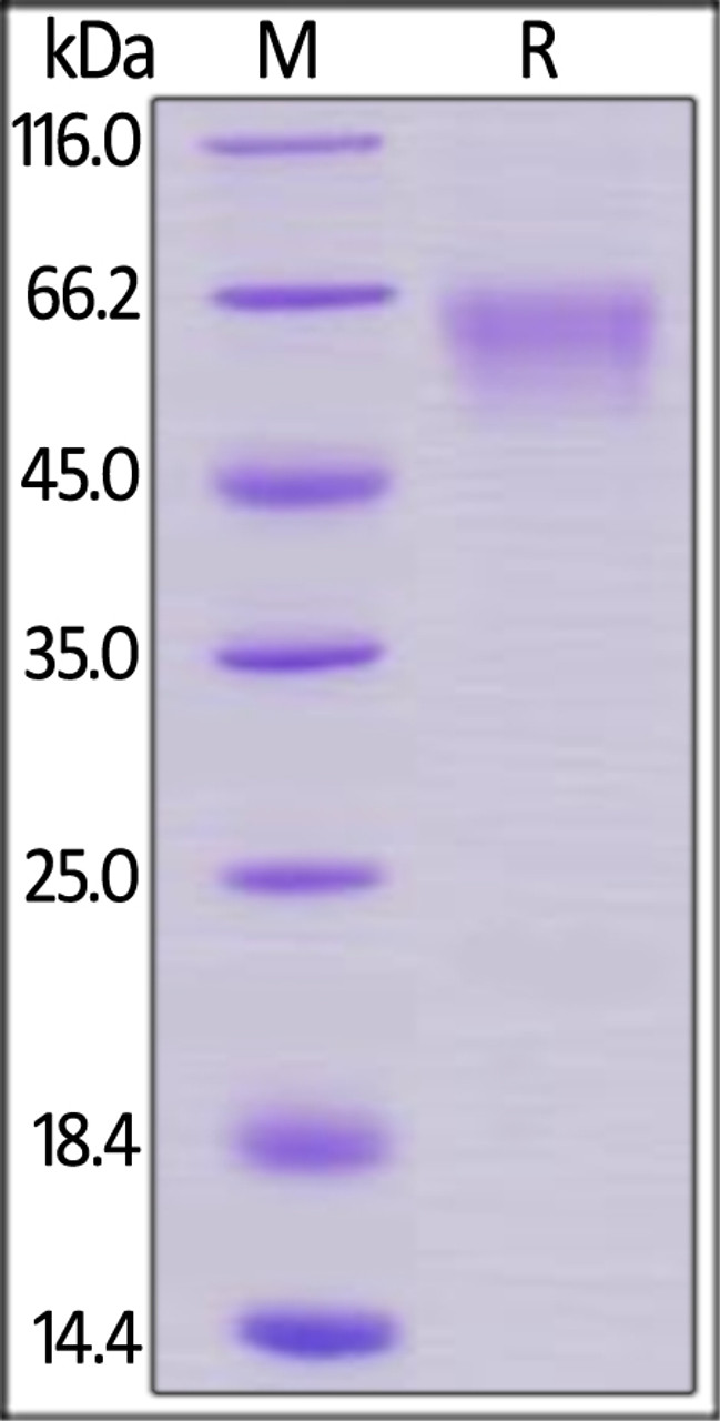 Cynomolgus / Rhesus macaque CD27, Mouse IgG2a Fc Tag, low endotoxin on SDS-PAGE under reducing (R) condition. The gel was stained overnight with Coomassie Blue. The purity of the protein is greater than 95%.