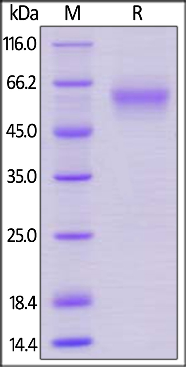 Mouse LAIR-1, Mouse IgG2a Fc Tag, low endotoxin on SDS-PAGE under reducing (R) condition. The gel was stained overnight with Coomassie Blue. The purity of the protein is greater than 95%.